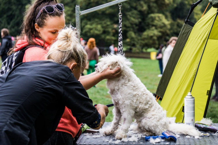 Chcete nás? Umisťovací výstava psů v Lužánkách 2018, autor: Tomáš Hrivňák