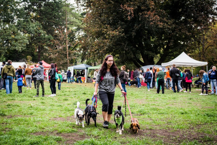 Chcete nás? Umisťovací výstava psů v Lužánkách 2018, autor: Tomáš Hrivňák