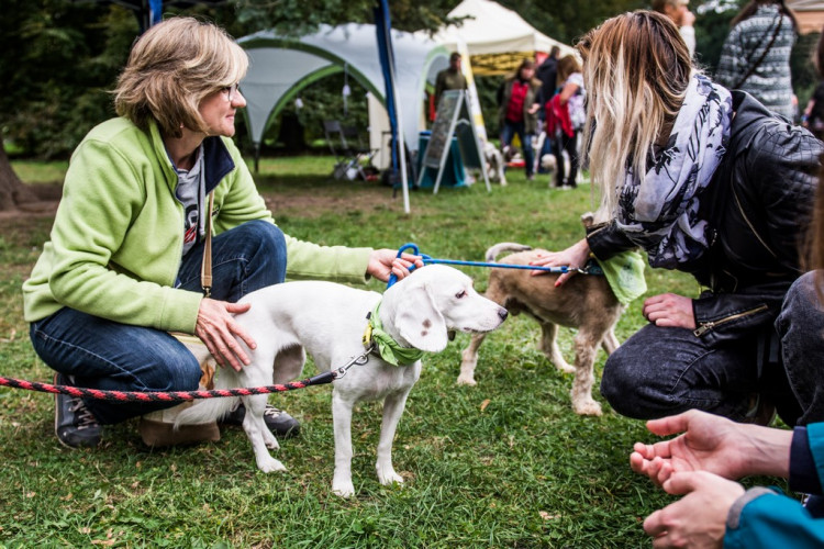 Chcete nás? Umisťovací výstava psů v Lužánkách 2018, autor: Tomáš Hrivňák