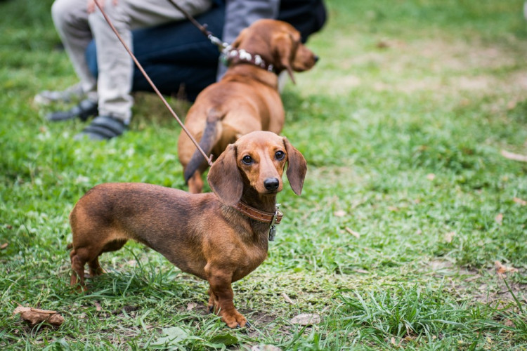 Chcete nás? Umisťovací výstava psů v Lužánkách 2018, autor: Tomáš Hrivňák