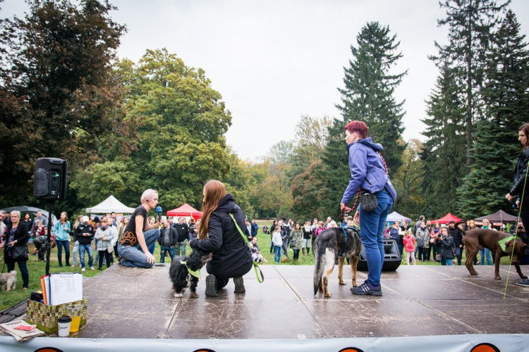 Chcete nás? Umisťovací výstava psů v Lužánkách 2018, autor: Tomáš Hrivňák