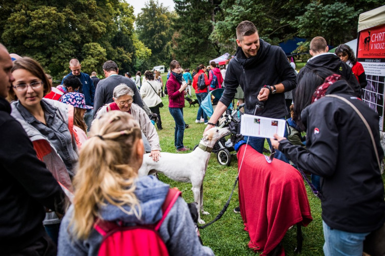 Chcete nás? Umisťovací výstava psů v Lužánkách 2018, autor: Tomáš Hrivňák