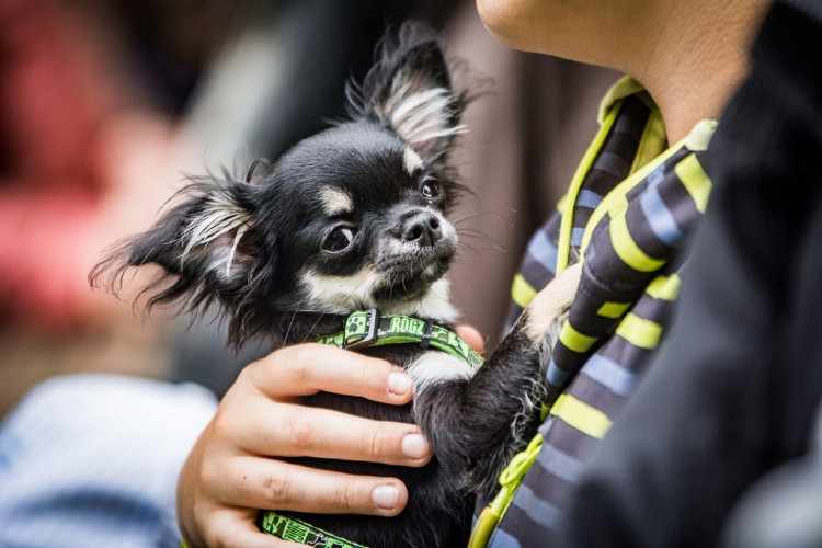 Chcete nás? Umisťovací výstava psů v Lužánkách 2018, autor: Tomáš Hrivňák
