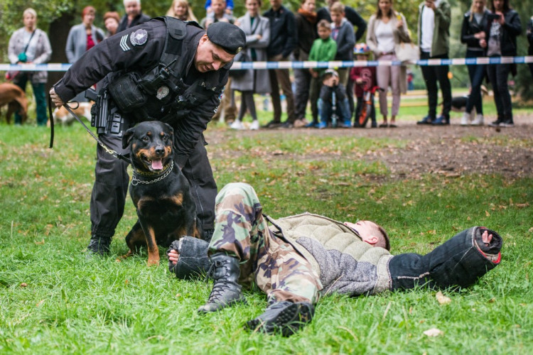 Chcete nás? Umisťovací výstava psů v Lužánkách 2018, autor: Tomáš Hrivňák