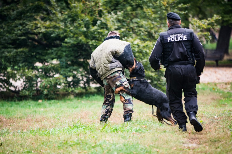 Chcete nás? Umisťovací výstava psů v Lužánkách 2018, autor: Tomáš Hrivňák