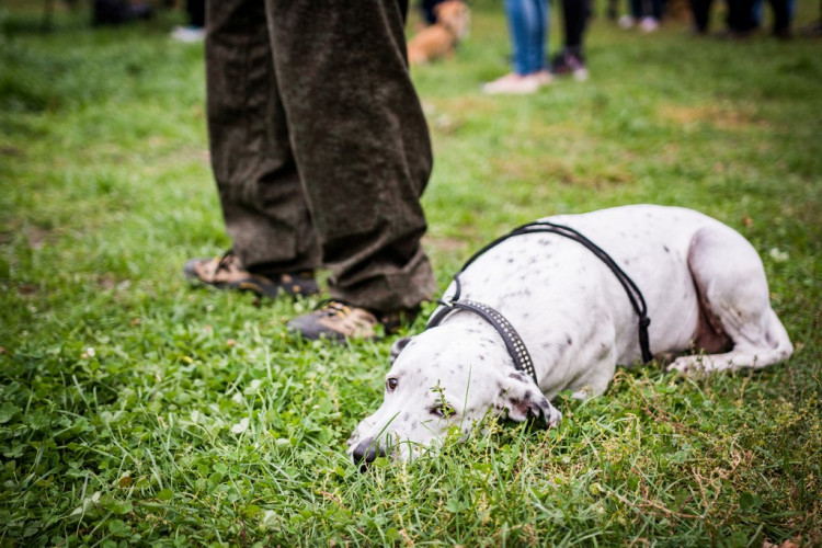 Chcete nás? Umisťovací výstava psů v Lužánkách 2018, autor: Tomáš Hrivňák