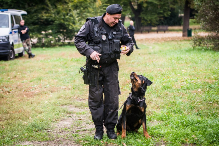 Chcete nás? Umisťovací výstava psů v Lužánkách 2018, autor: Tomáš Hrivňák