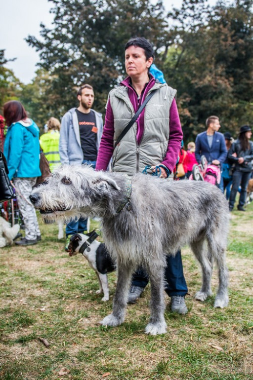 Chcete nás? Umisťovací výstava psů v Lužánkách 2018, autor: Tomáš Hrivňák