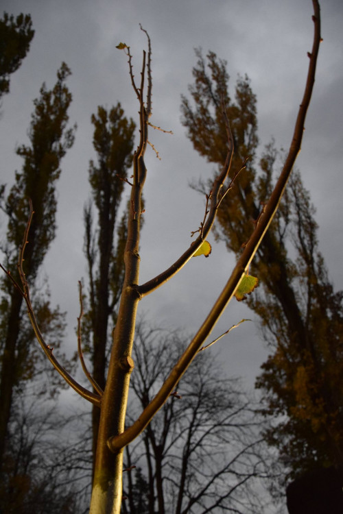 Vysazení Lípy republiky v Jihlavě