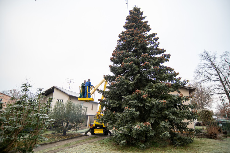 Vánoční stromeček už se chystá z Dobré Vody na budějcké náměstí