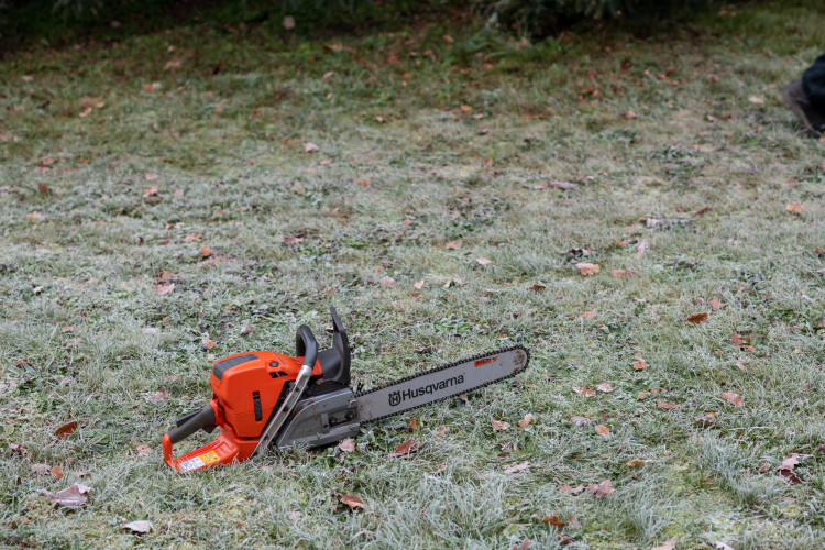 Vánoční stromeček už se chystá z Dobré Vody na budějcké náměstí