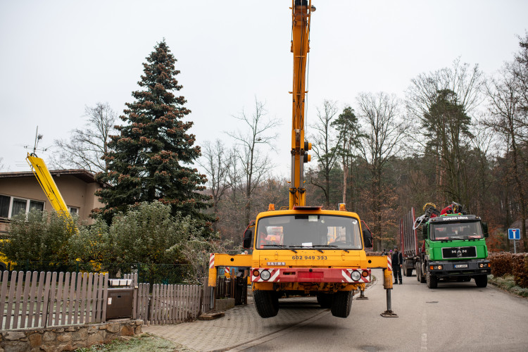 Vánoční stromeček už se chystá z Dobré Vody na budějcké náměstí