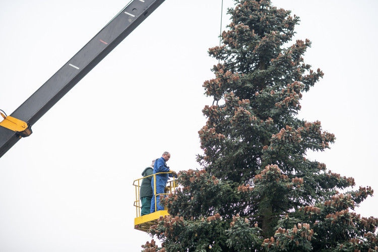 Vánoční stromeček už se chystá z Dobré Vody na budějcké náměstí