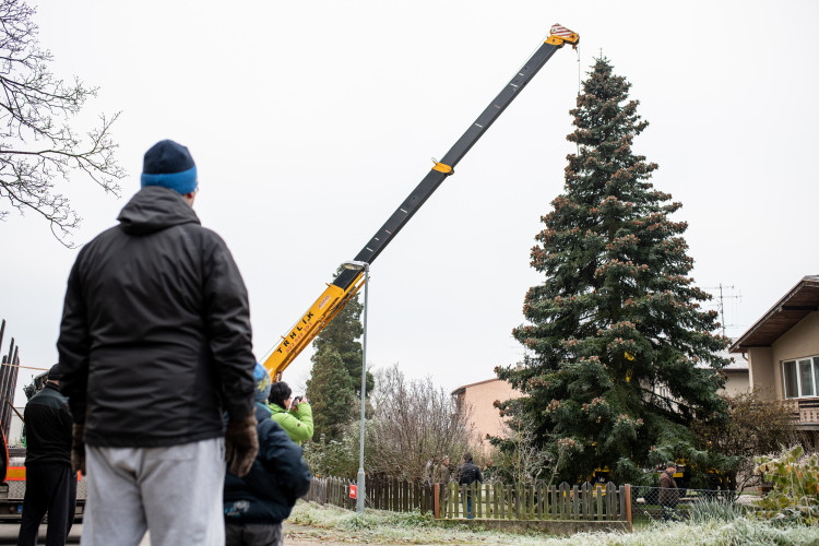 Vánoční stromeček už se chystá z Dobré Vody na budějcké náměstí