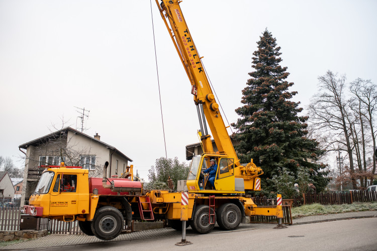 Vánoční stromeček už se chystá z Dobré Vody na budějcké náměstí