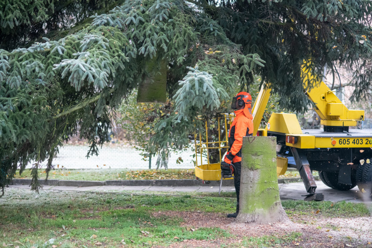 Vánoční stromeček už se chystá z Dobré Vody na budějcké náměstí