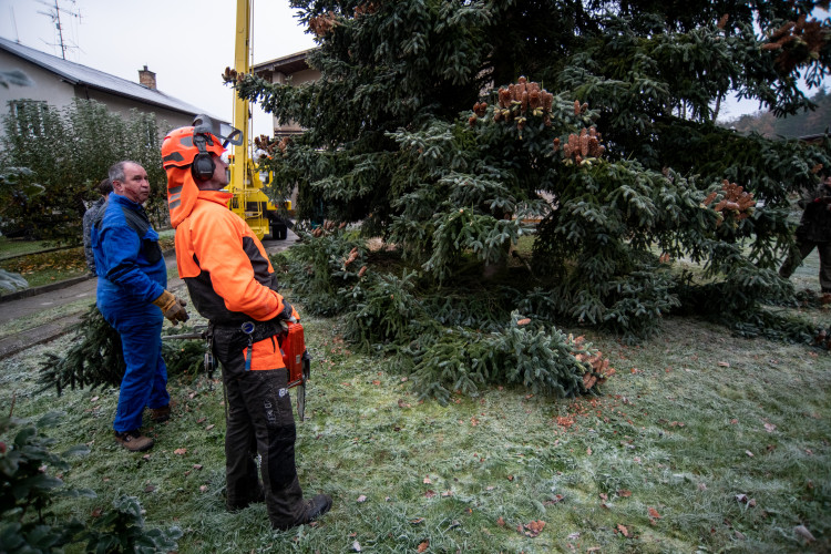 Vánoční stromeček už se chystá z Dobré Vody na budějcké náměstí