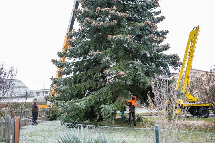 Vánoční stromeček už se chystá z Dobré Vody na budějcké náměstí