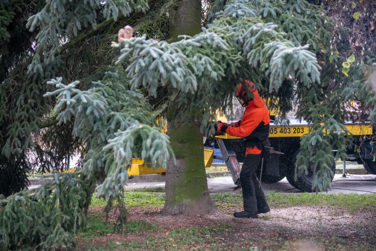 Vánoční stromeček už se chystá z Dobré Vody na budějcké náměstí