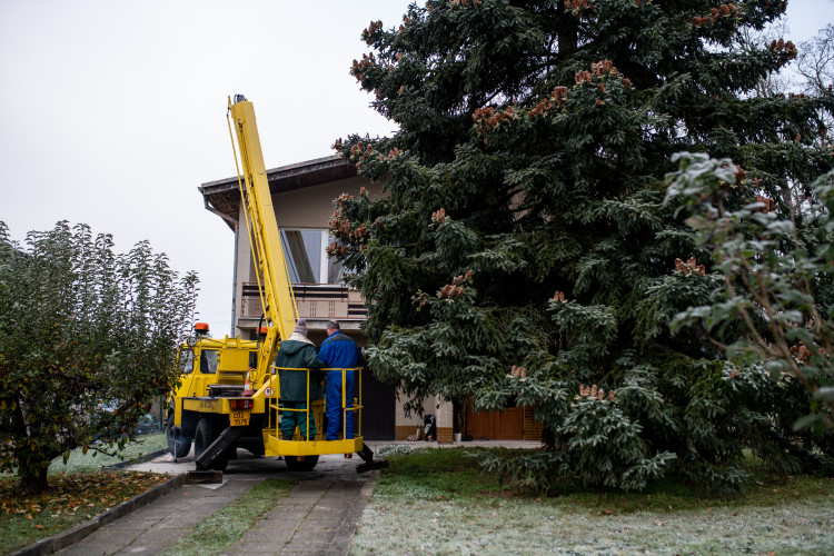 Vánoční stromeček už se chystá z Dobré Vody na budějcké náměstí