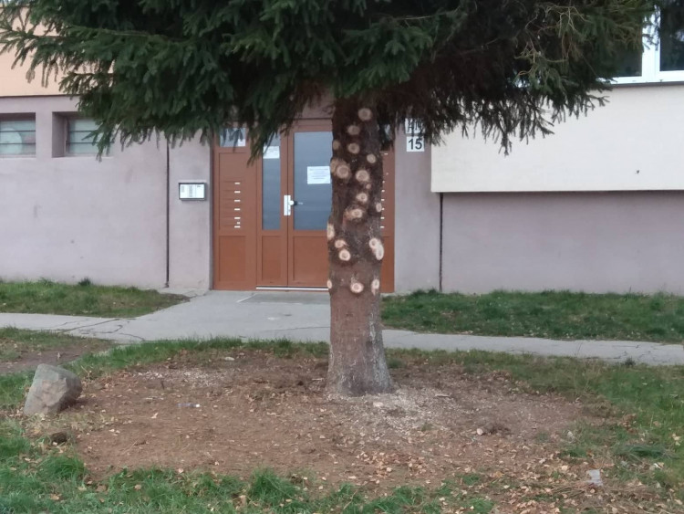 Vánoční stromeček v Jihlavě