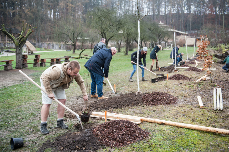 Výsadba stromů v jihlavské zoo