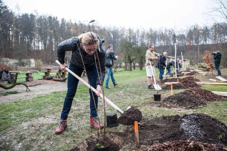 Výsadba stromů v jihlavské zoo