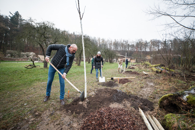 Výsadba stromů v jihlavské zoo