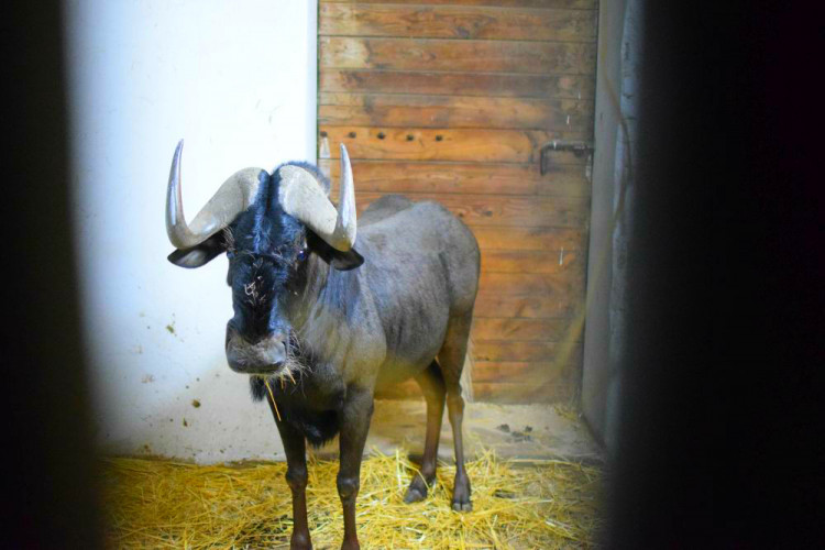 Den s ošetřovatelem: Zoo má dvě tváře. Zvířata se chovají jinak, když i my jdeme domů