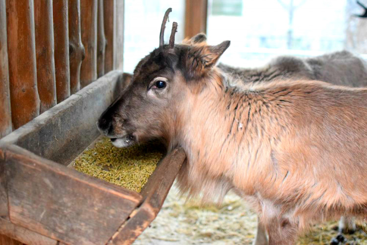 Den s ošetřovatelem: Zoo má dvě tváře. Zvířata se chovají jinak, když i my jdeme domů
