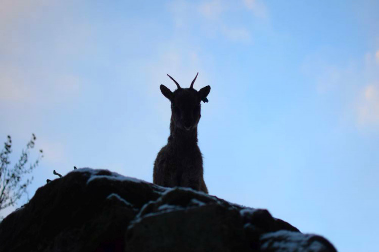 Den s ošetřovatelem: Zoo má dvě tváře. Zvířata se chovají jinak, když i my jdeme domů