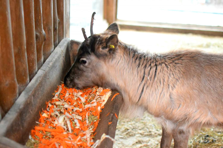 Den s ošetřovatelem: Zoo má dvě tváře. Zvířata se chovají jinak, když i my jdeme domů