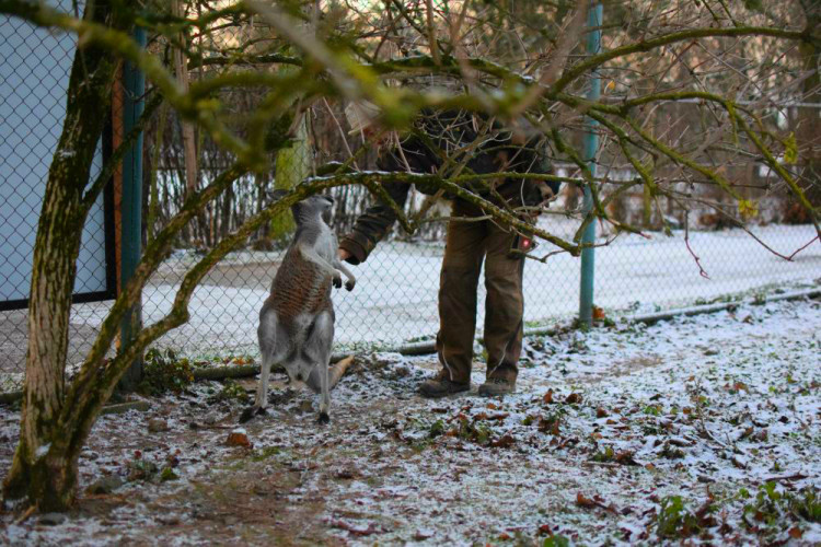 Den s ošetřovatelem: Zoo má dvě tváře. Zvířata se chovají jinak, když i my jdeme domů