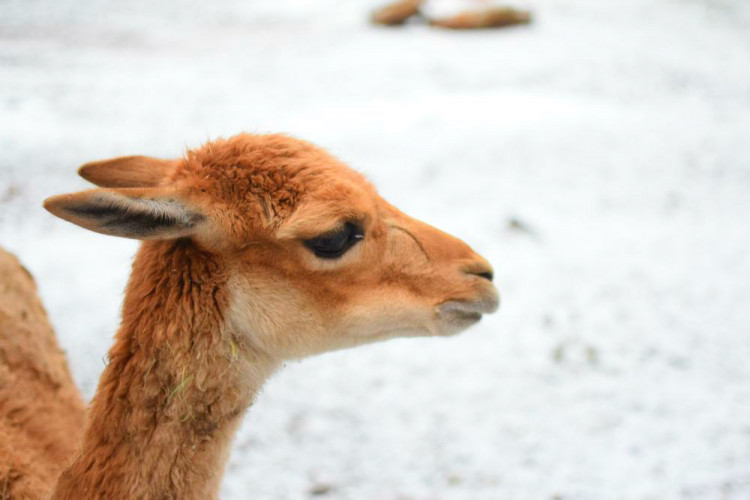Den s ošetřovatelem: Zoo má dvě tváře. Zvířata se chovají jinak, když i my jdeme domů