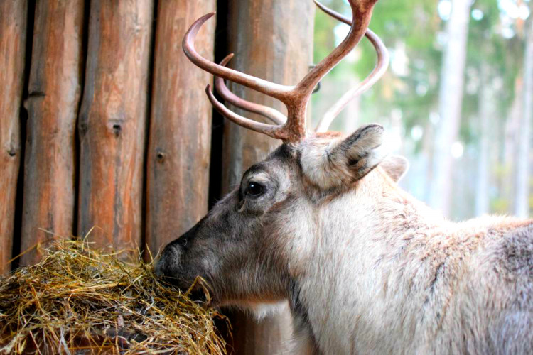 Den s ošetřovatelem: Zoo má dvě tváře. Zvířata se chovají jinak, když i my jdeme domů