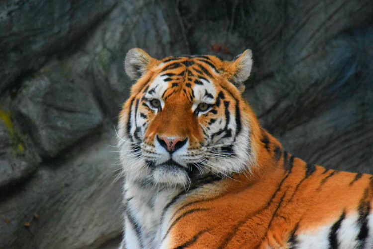 Den s ošetřovatelem: Zoo má dvě tváře. Zvířata se chovají jinak, když i my jdeme domů