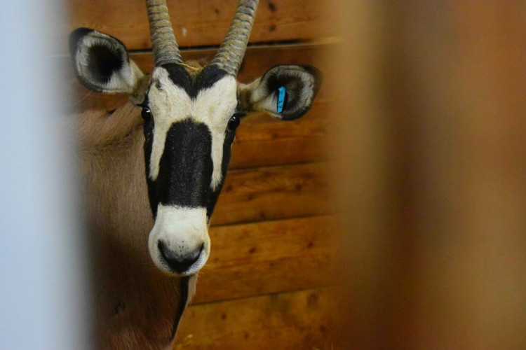 Den s ošetřovatelem: Zoo má dvě tváře. Zvířata se chovají jinak, když i my jdeme domů