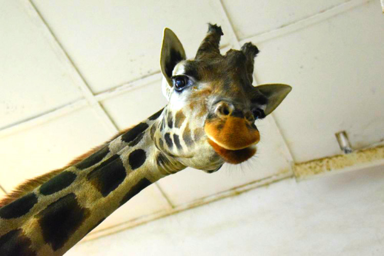 Den s ošetřovatelem: Zoo má dvě tváře. Zvířata se chovají jinak, když i my jdeme domů