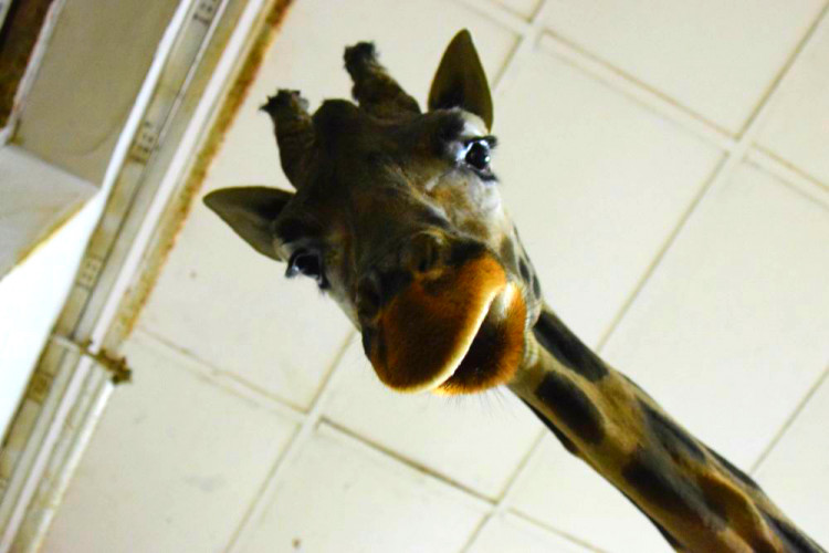 Den s ošetřovatelem: Zoo má dvě tváře. Zvířata se chovají jinak, když i my jdeme domů