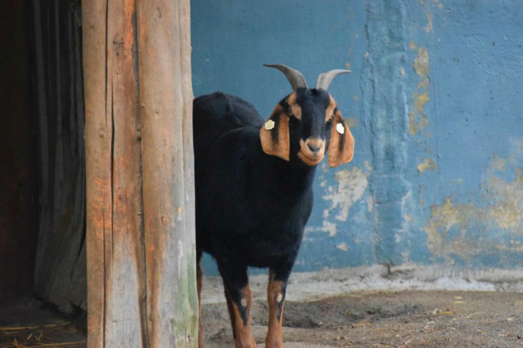 Den s ošetřovatelem: Zoo má dvě tváře. Zvířata se chovají jinak, když i my jdeme domů