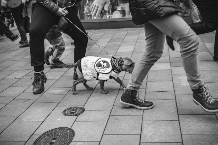 Silly Walk Brno 2019, Autor: Lucie Šiprová