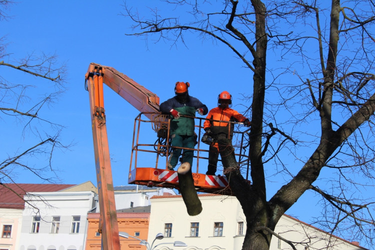 Kácení lip na Masarykově náměstí