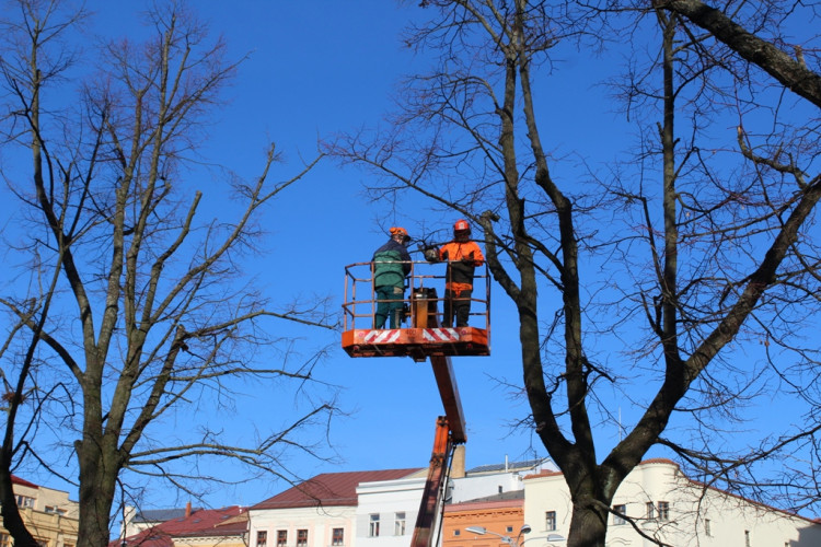 Kácení lip na Masarykově náměstí
