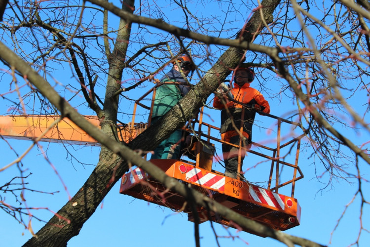 Kácení lip na Masarykově náměstí