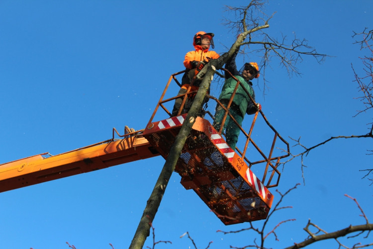 Kácení lip na Masarykově náměstí