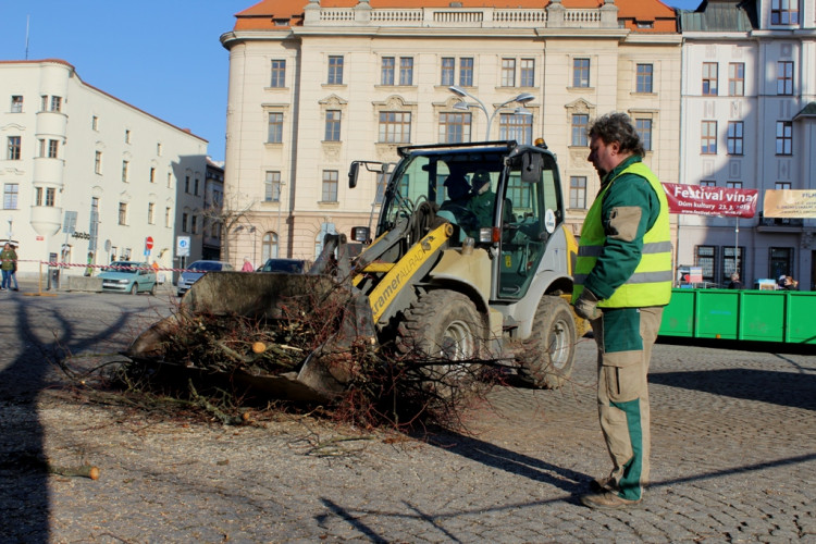 Kácení lip na Masarykově náměstí