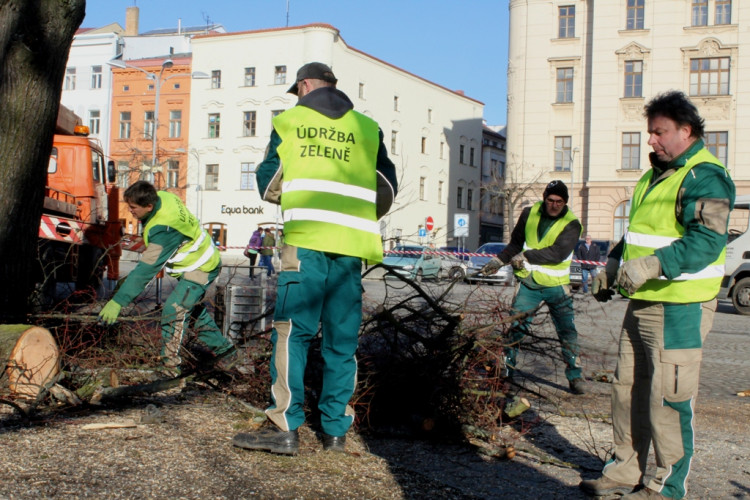 Kácení lip na Masarykově náměstí