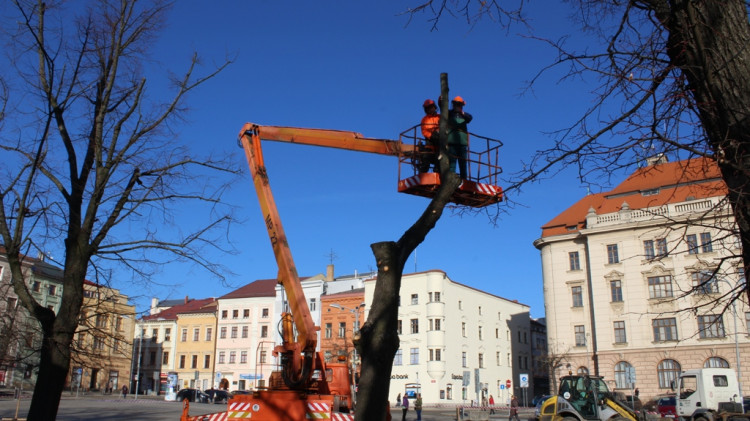 Kácení lip na Masarykově náměstí