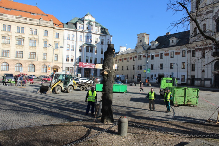 Kácení lip na Masarykově náměstí