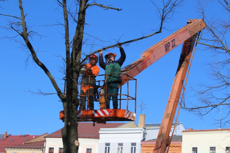 Kácení lip na Masarykově náměstí